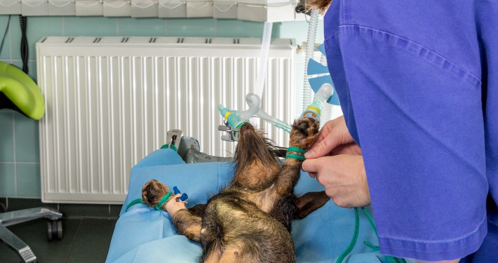 Vorbereitung des Patienten zur OP – Ausbinden des Hundes in Rückenlage