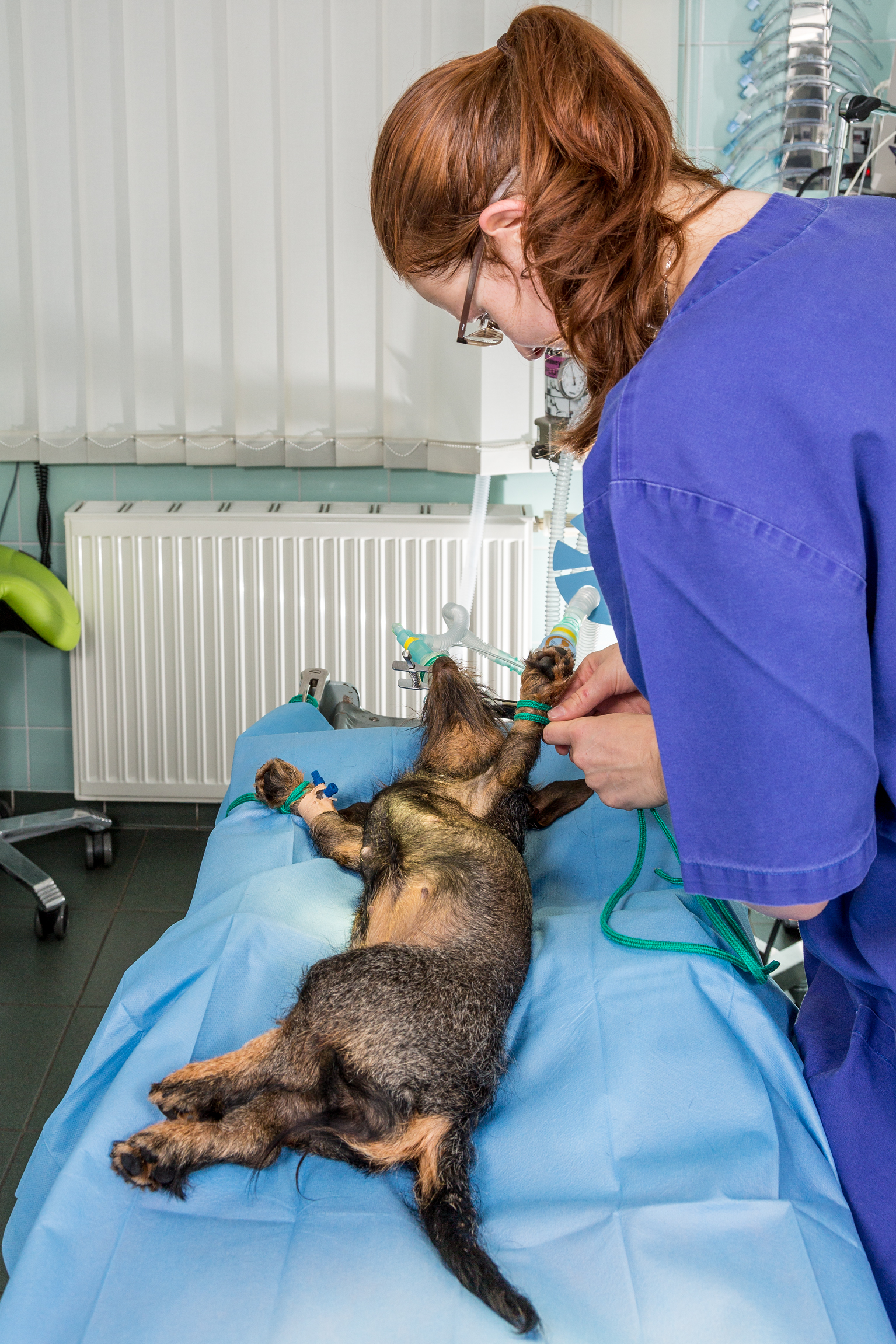 Vorbereitung des Patienten zur OP – Ausbinden des Hundes in Rückenlage