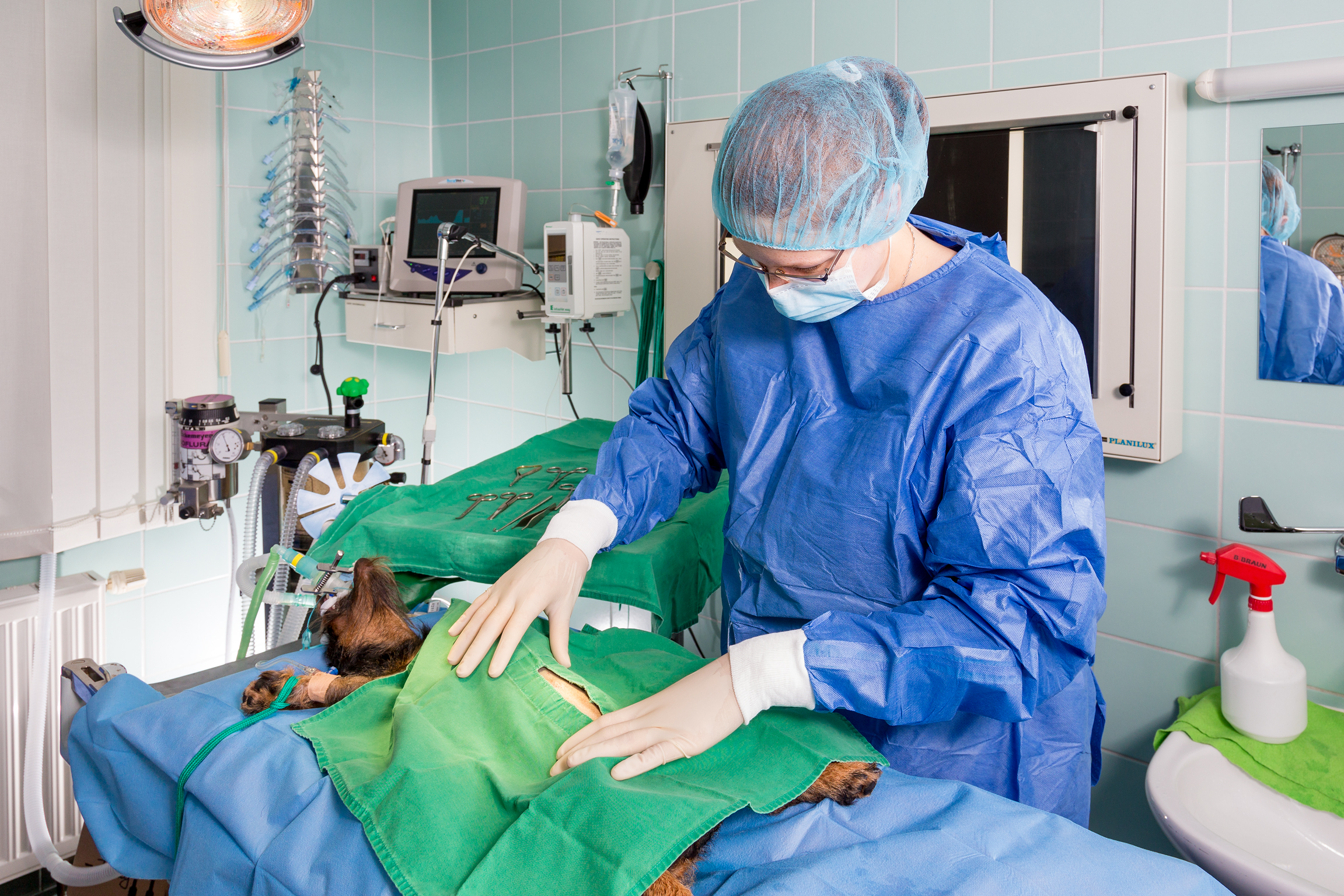 Vorbereitung der Operation – Abdecken des OP-Feldes mit einem Schlitztuch