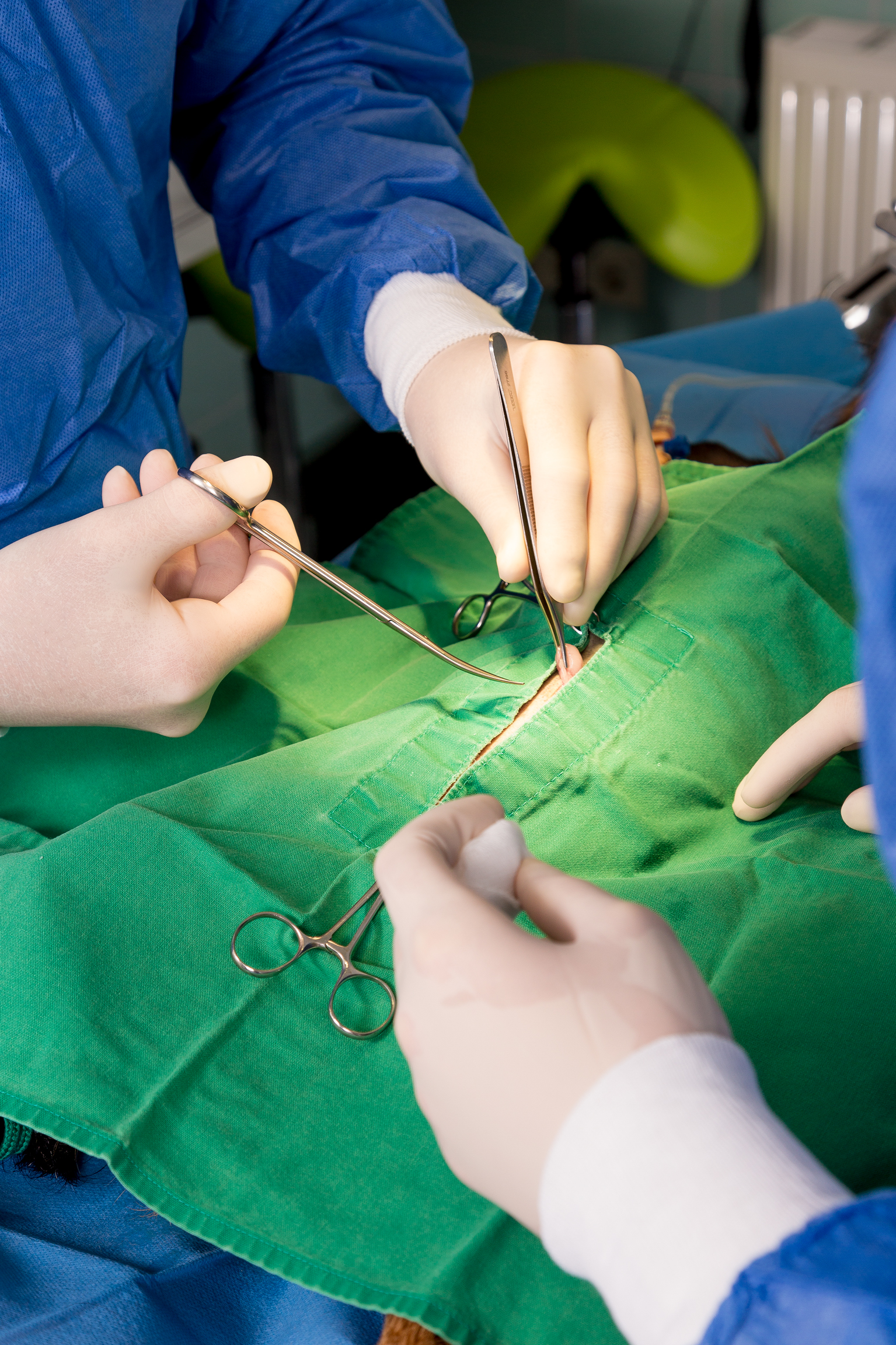 Tierarzt und Tiermedizinische Fachangestellte während der Operation