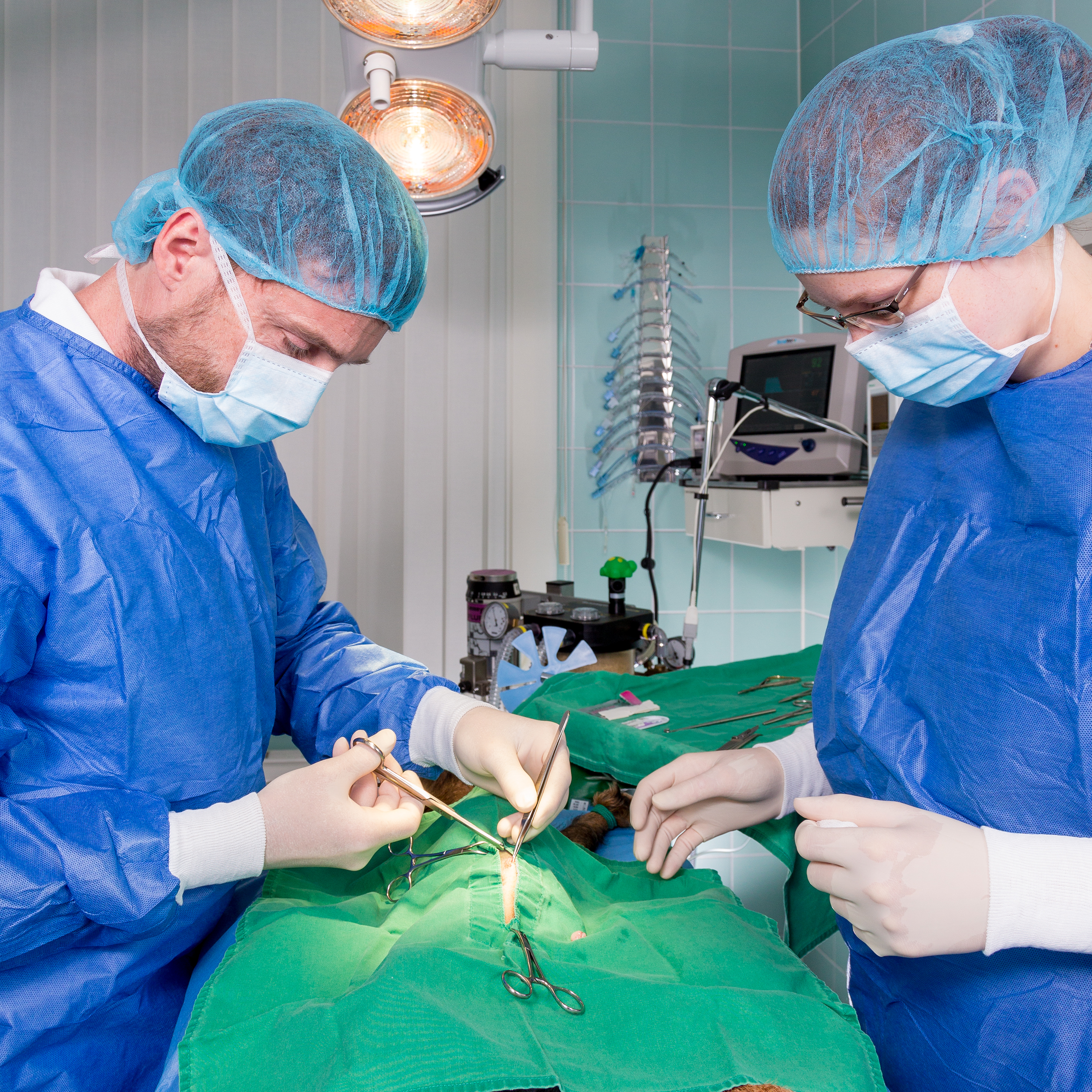 Tierarzt und Tiermedizinische Fachangestellte während der Operation