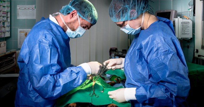 Tierarzt und Tiermedizinische Fachangestellte während der Operation