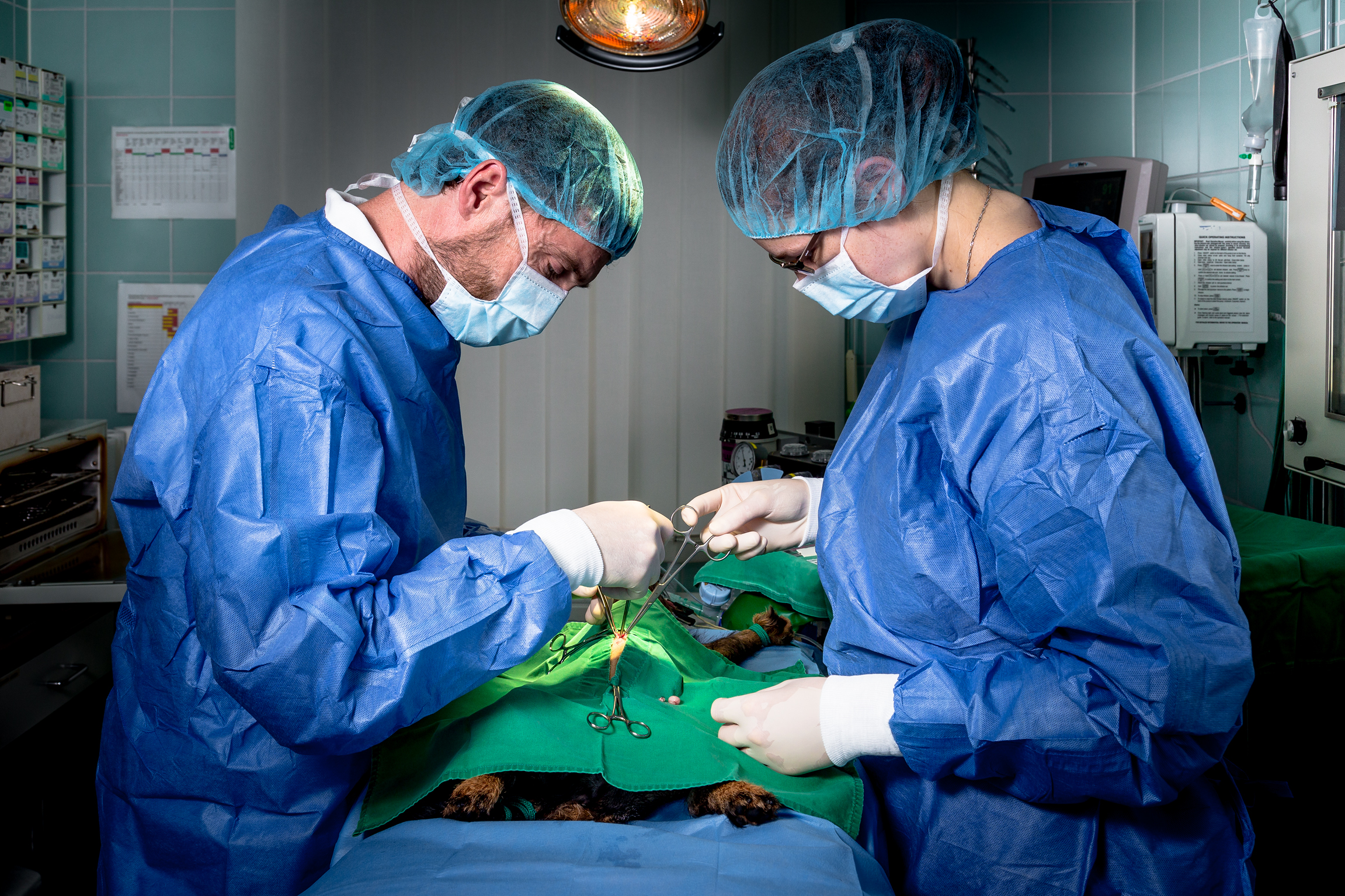Tierarzt und Tiermedizinische Fachangestellte während der Operation