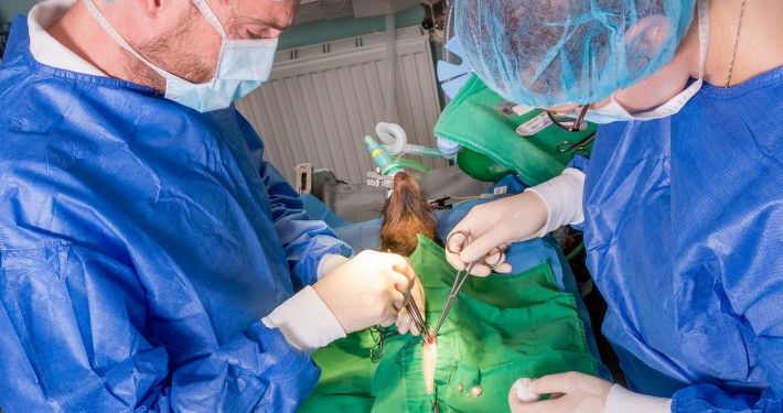 Tierarzt und Tiermedizinische Fachangestellte während der Operation