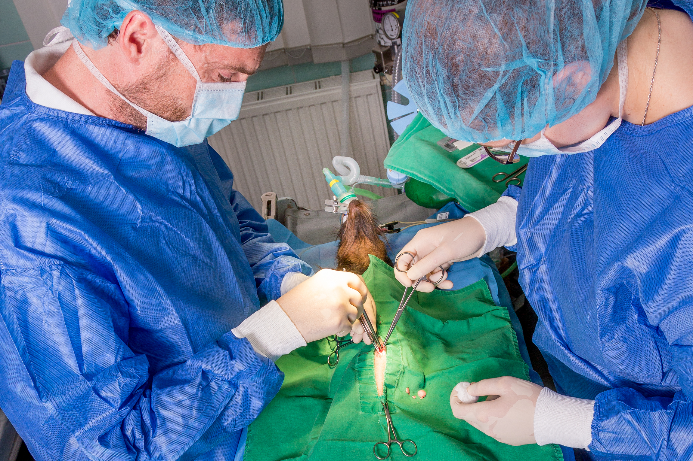 Tierarzt und Tiermedizinische Fachangestellte während der Operation