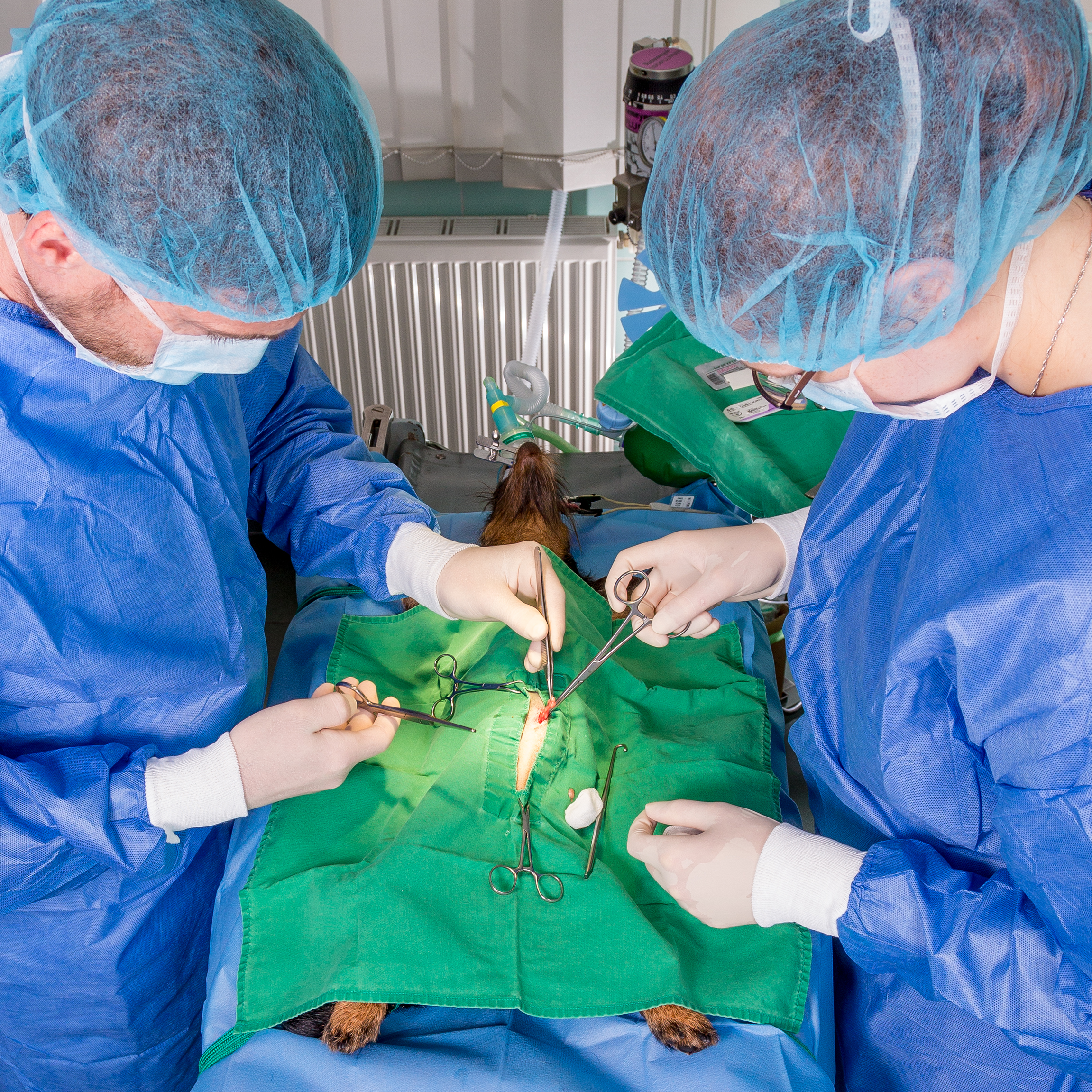 Tierarzt und Tiermedizinische Fachangestellte während der Operation