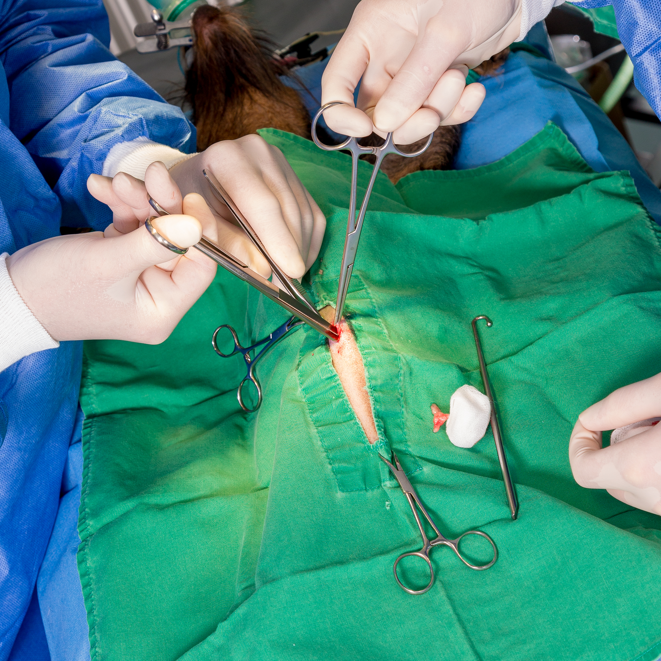Tierarzt und Tiermedizinische Fachangestellte während der Operation