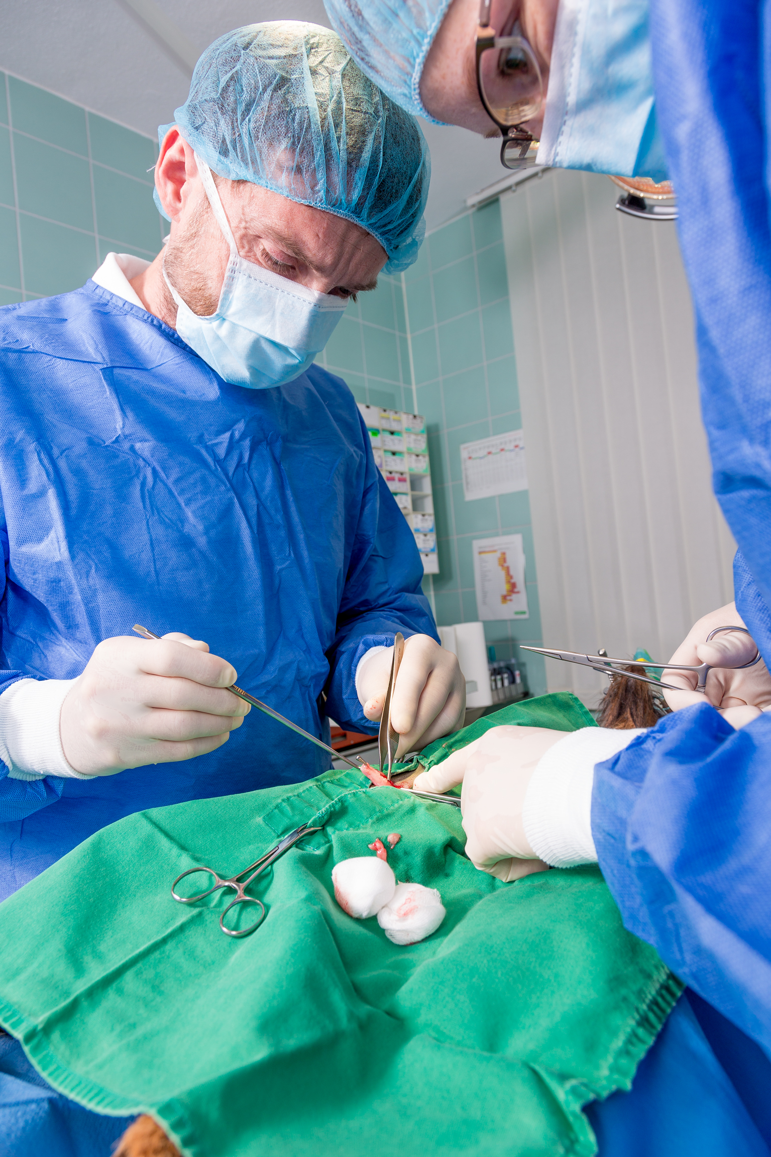 Tierarzt und Tiermedizinische Fachangestellte während der Operation