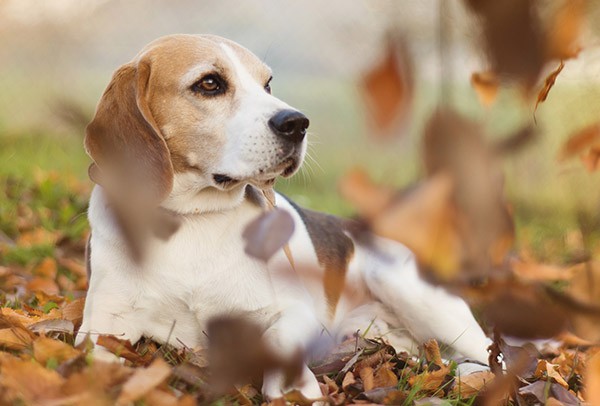 Tierpraxis für Hunde - Kleintierklinik