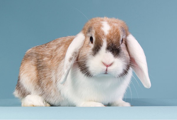 Arzt für Kaninchen - Kleintierklinik