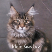 Gustav